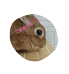 うさうさハッピーちゃん（個別スタンプ：8）