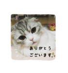 猫のキラちゃん（個別スタンプ：1）