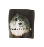 猫のキラちゃん（個別スタンプ：5）