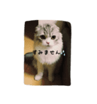 猫のキラちゃん（個別スタンプ：7）