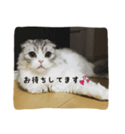 猫のキラちゃん（個別スタンプ：8）