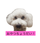 chakun（個別スタンプ：1）
