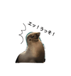 動物リアクション芸（個別スタンプ：1）