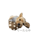 動物リアクション芸（個別スタンプ：2）