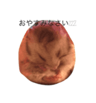動物リアクション芸（個別スタンプ：5）