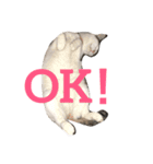 うちの猫スタンプ新（個別スタンプ：1）
