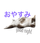 うちの猫スタンプ新（個別スタンプ：2）
