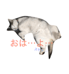 うちの猫スタンプ新（個別スタンプ：3）