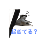 うちの猫スタンプ新（個別スタンプ：4）