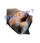 うちの猫スタンプ新（個別スタンプ：5）