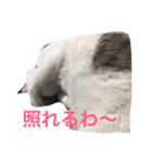 うちの猫スタンプ新（個別スタンプ：7）
