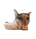 うちの猫スタンプ新（個別スタンプ：9）