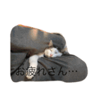 うちの猫スタンプ新（個別スタンプ：10）