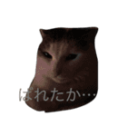 うちの猫スタンプ新（個別スタンプ：13）