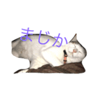 うちの猫スタンプ新（個別スタンプ：16）