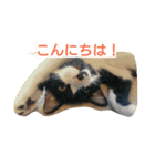 tora-mame（個別スタンプ：1）