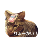 tora-mame（個別スタンプ：3）