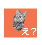tora-mame（個別スタンプ：5）