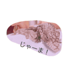 reptile（個別スタンプ：1）