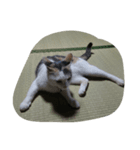 ねこ2人（個別スタンプ：5）