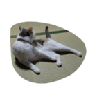 ねこ2人（個別スタンプ：6）