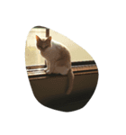 ねこ2人（個別スタンプ：7）