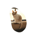 ねこ2人（個別スタンプ：8）