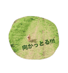 愛されスムースコートチワワ（個別スタンプ：1）