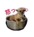 愛されスムースコートチワワ（個別スタンプ：4）