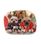 愛されスムースコートチワワ（個別スタンプ：5）
