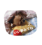 愛されスムースコートチワワ（個別スタンプ：6）