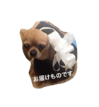 愛されスムースコートチワワ（個別スタンプ：14）