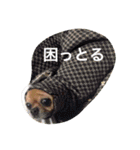 愛されスムースコートチワワ（個別スタンプ：16）