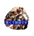 愛されスムースコートチワワ（個別スタンプ：18）