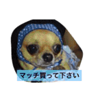 愛されスムースコートチワワ（個別スタンプ：20）