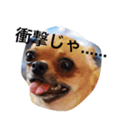 愛されスムースコートチワワ（個別スタンプ：23）