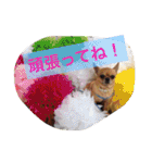 愛されスムースコートチワワ（個別スタンプ：28）