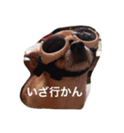 愛されスムースコートチワワ（個別スタンプ：29）