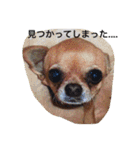 愛されスムースコートチワワ（個別スタンプ：30）