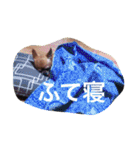 愛されスムースコートチワワ（個別スタンプ：36）