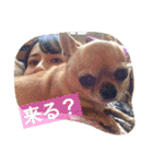 愛されスムースコートチワワ（個別スタンプ：38）