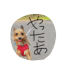 イッヌ（個別スタンプ：4）