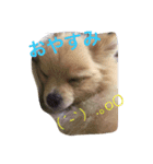ピコちゃんの毎日（個別スタンプ：5）