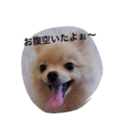 ピコちゃんの毎日（個別スタンプ：8）