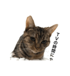 ラブリーな猫 3（個別スタンプ：4）