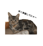 ラブリーな猫 3（個別スタンプ：6）