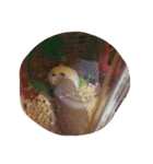 おもちもちもちもちもち（個別スタンプ：5）