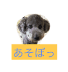 犬のぱらだいす（個別スタンプ：1）