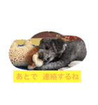 犬のぱらだいす（個別スタンプ：2）