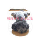犬のぱらだいす（個別スタンプ：3）